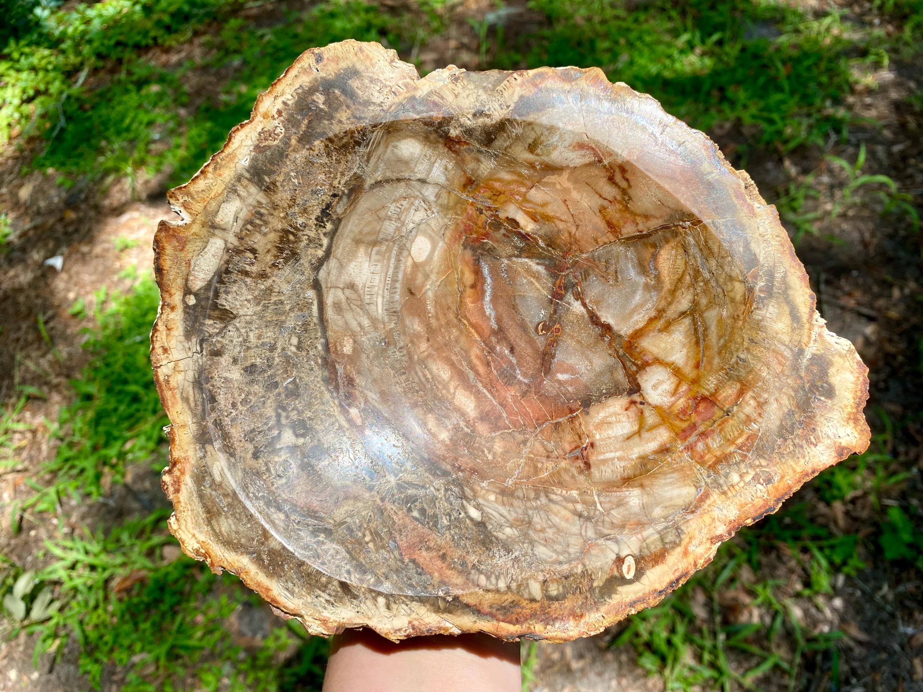 Petrified Wood Bowl: Fossil Stone Crystal Display, Rustic Home Decor