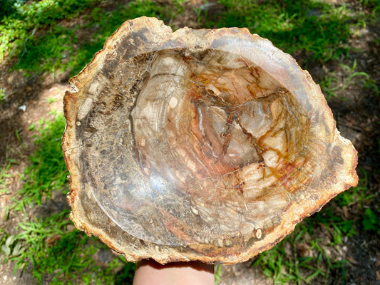 Petrified Wood Bowl: Fossil Stone Crystal Display, Rustic Home Decor
