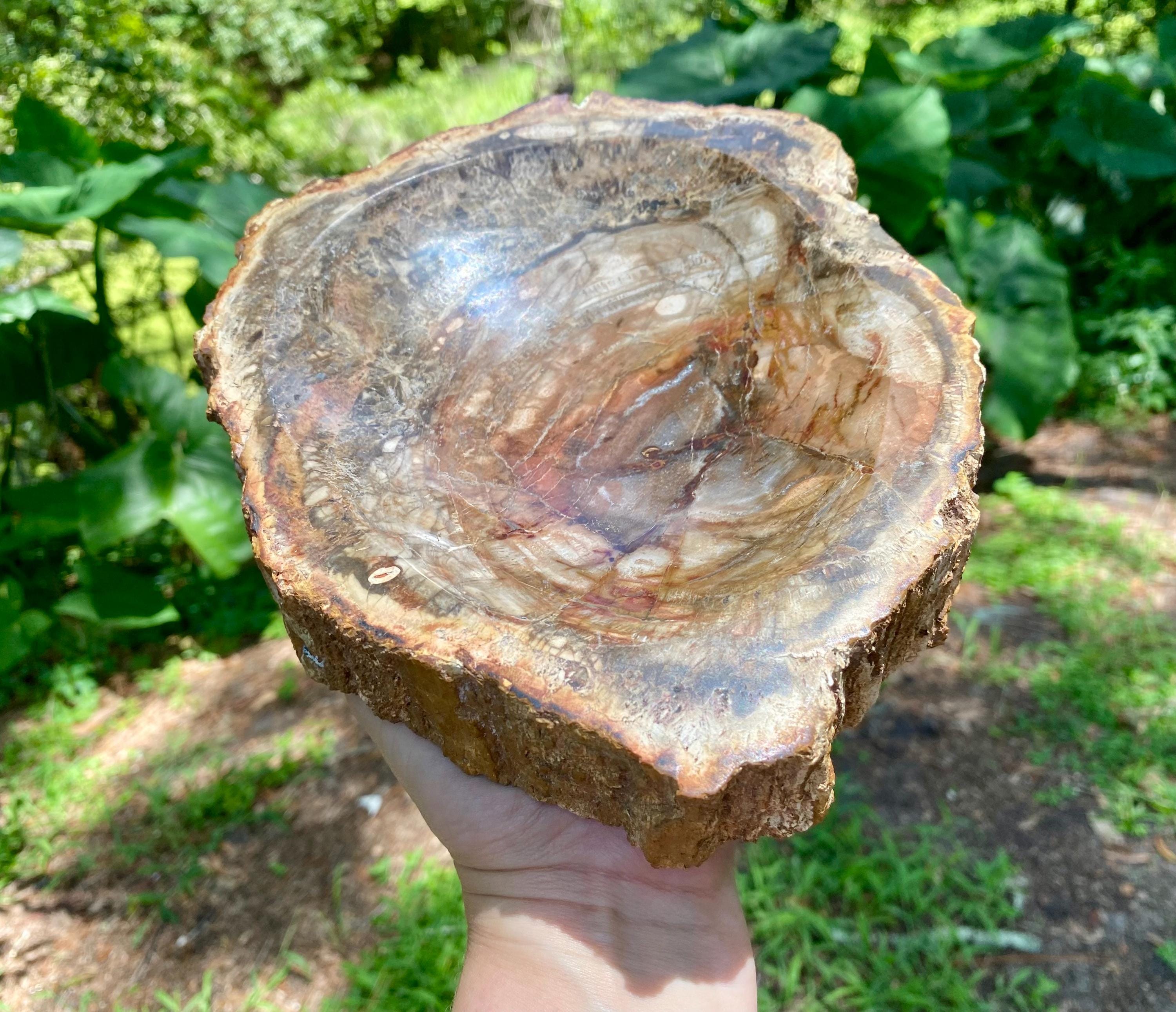 Petrified Wood Bowl: Fossil Stone Crystal Display, Rustic Home Decor