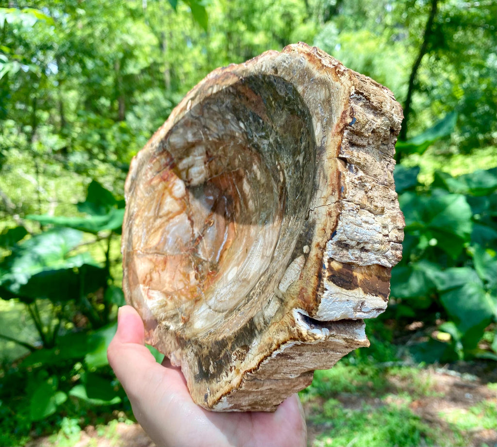 Petrified Wood Bowl: Fossil Stone Crystal Display, Rustic Home Decor